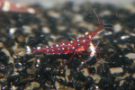 Caridina Cardinalis